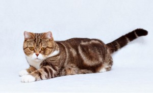 Табби рисунчатый черепаховый окрас британских кошек (торбико): фото, стандарт. Фото табби рисунчатых черепаховых кошек, котят. Черепаха табби рисунчатые британцы: стандарт окраса. Табби рисунчатая черепаха британская кошка. 